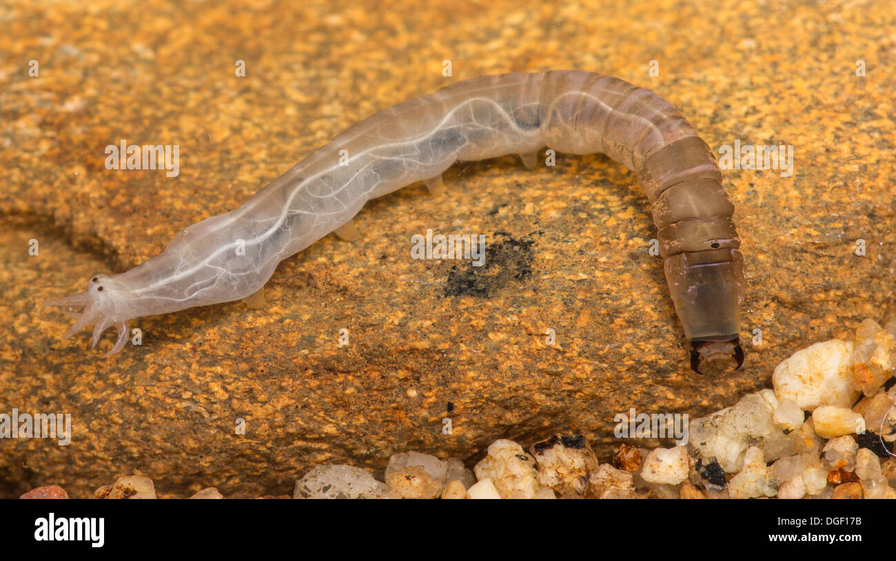 Pedicia hairy cranefly larva. Photo taken in an aquarium set up and creature released unharmed afterwards Stock Photo
