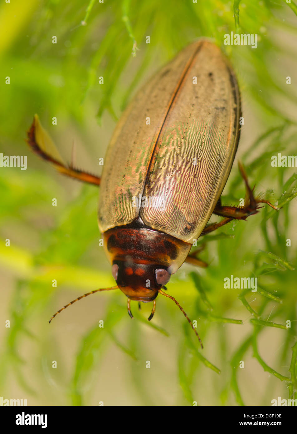 A Colymbetes fuscus diving beetle. Photo taken in an aquarium set up and creature released unharmed afterwards Stock Photo