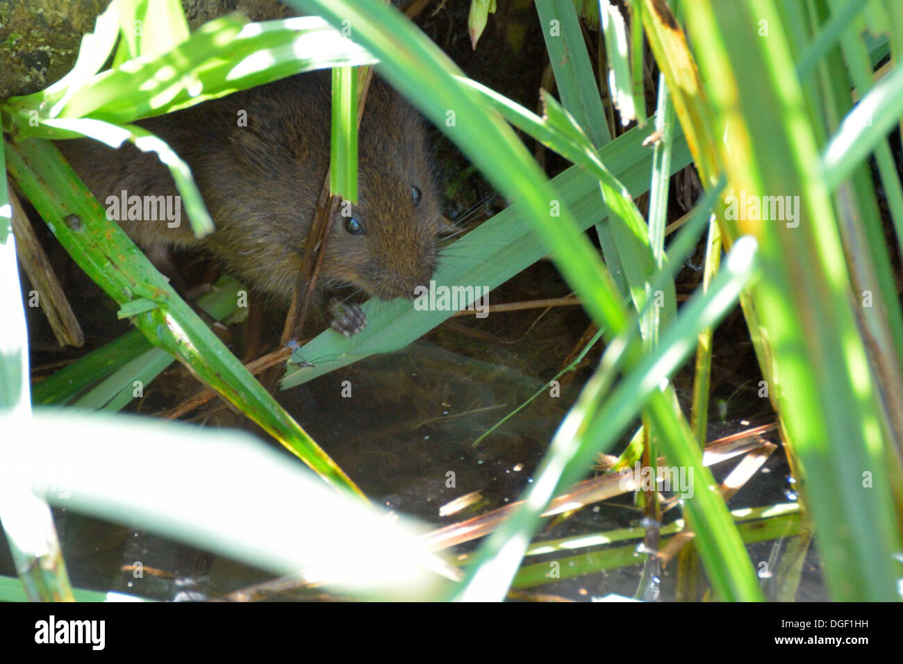 Water Vole eating a reed Stock Photo