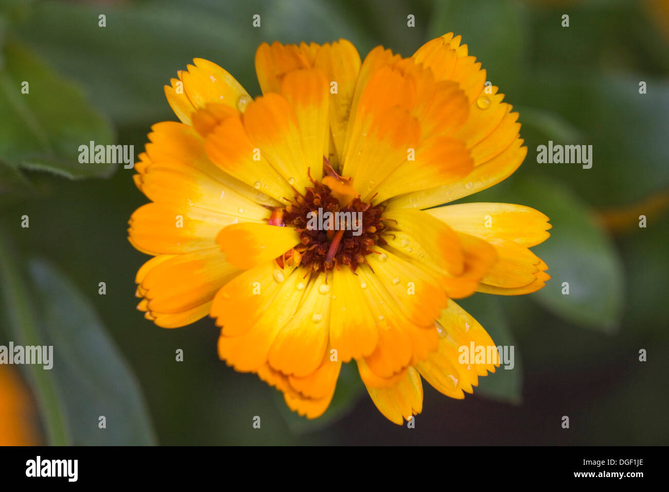 Calendula officinalis ‘Indian Prince’. Stock Photo
