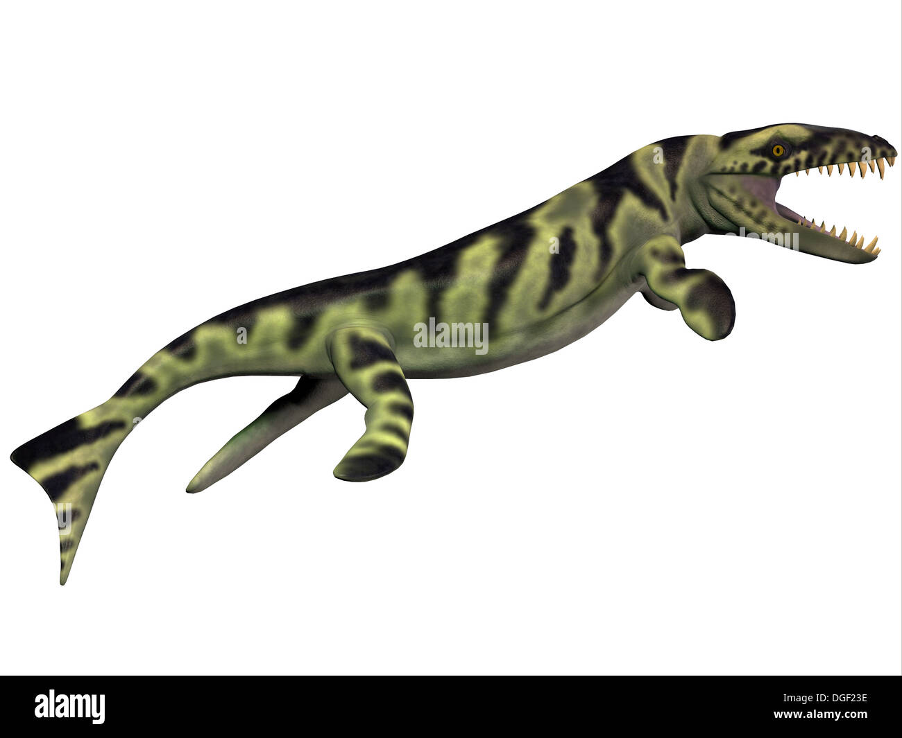Dakosaurus was discovered in Argentina. It is unique among the family of marine crocodylians with its short snout. Stock Photo