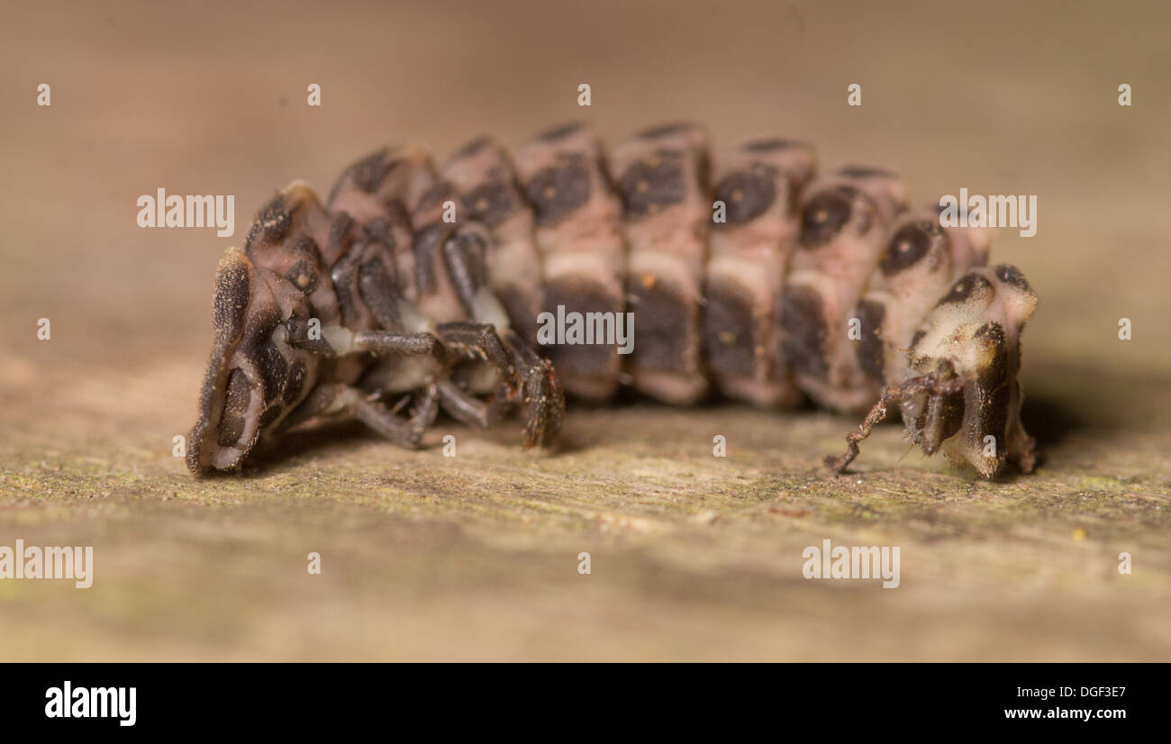 Curled up worm hires stock photography and images Alamy