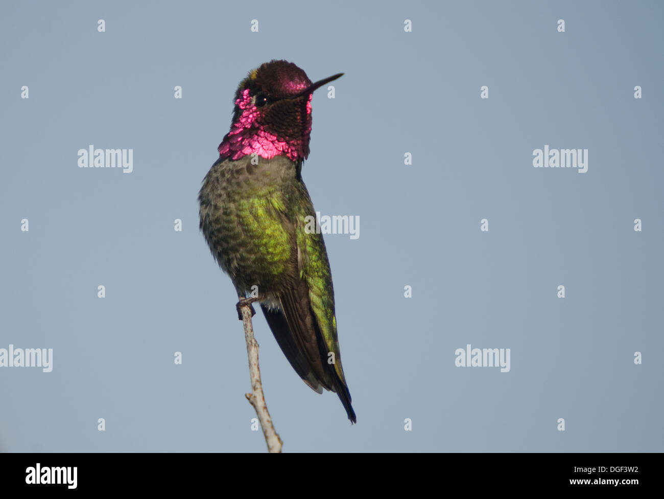 Male Anna's hummingbird against blue sky. Stock Photo