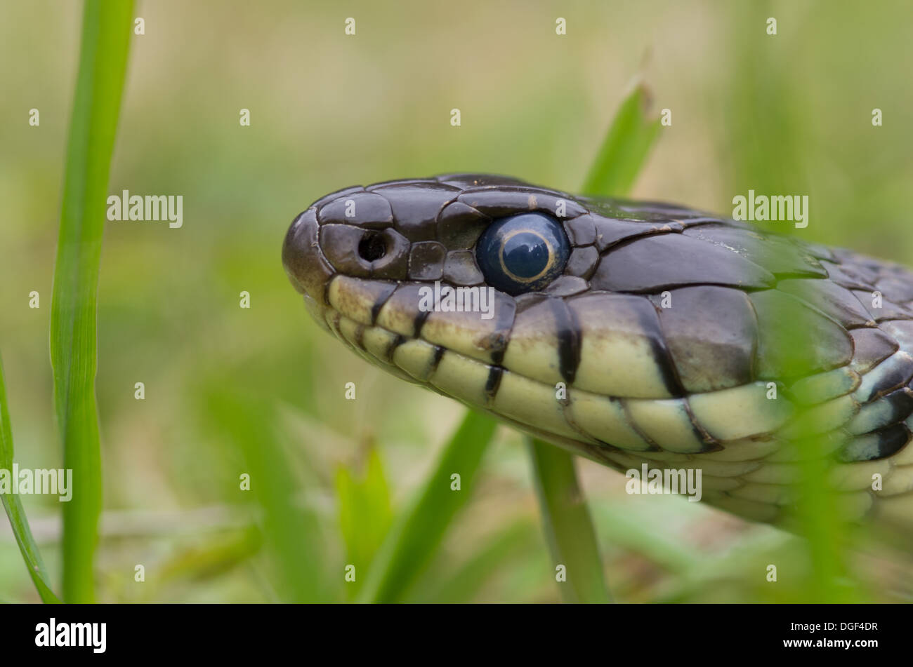 Close up of a grass snake head in the grass Stock Photo