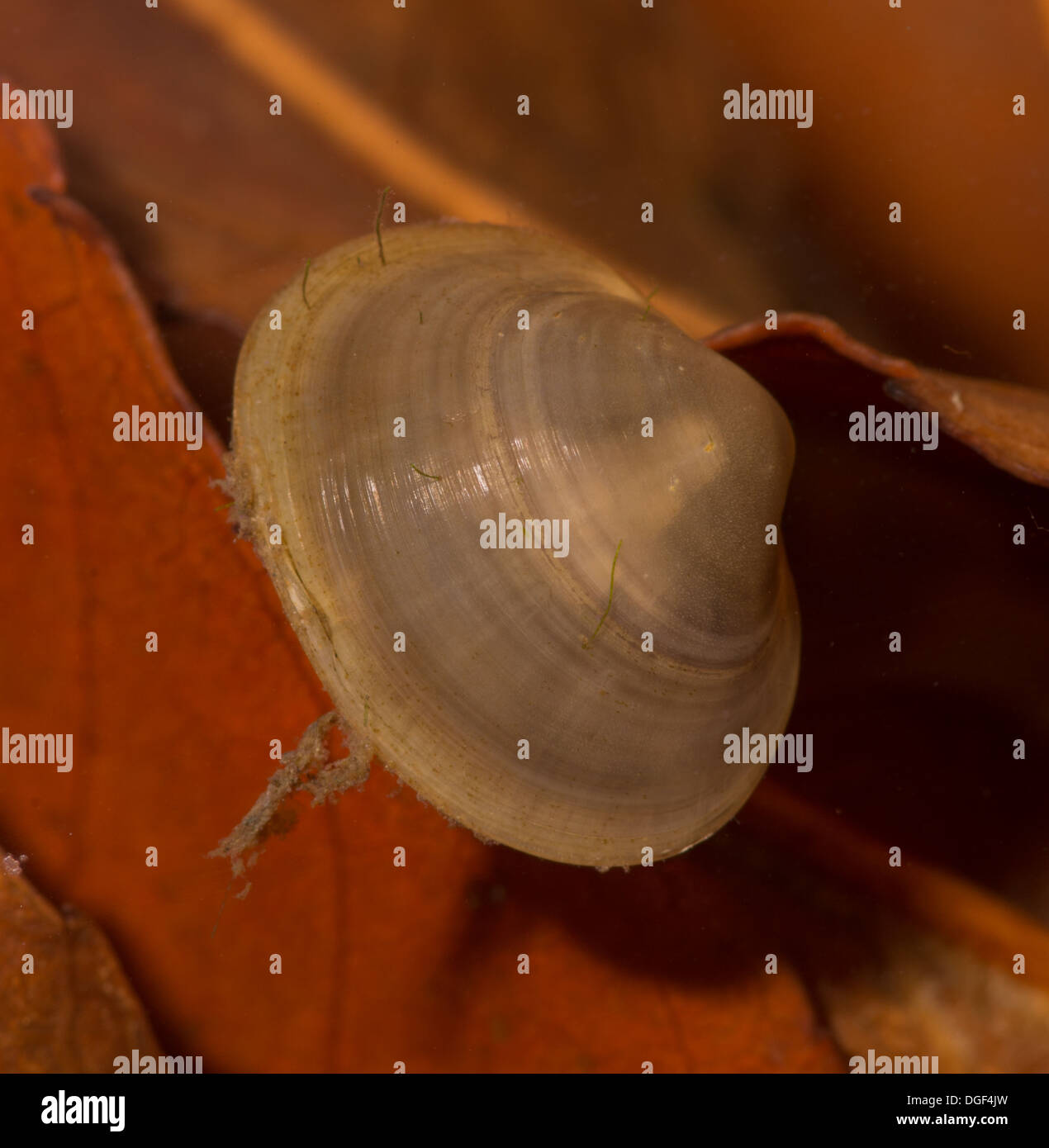 A Pea shell cockle or freshwater clam. Photo taken in an aquarium set up and creature released unharmed afterwards Stock Photo