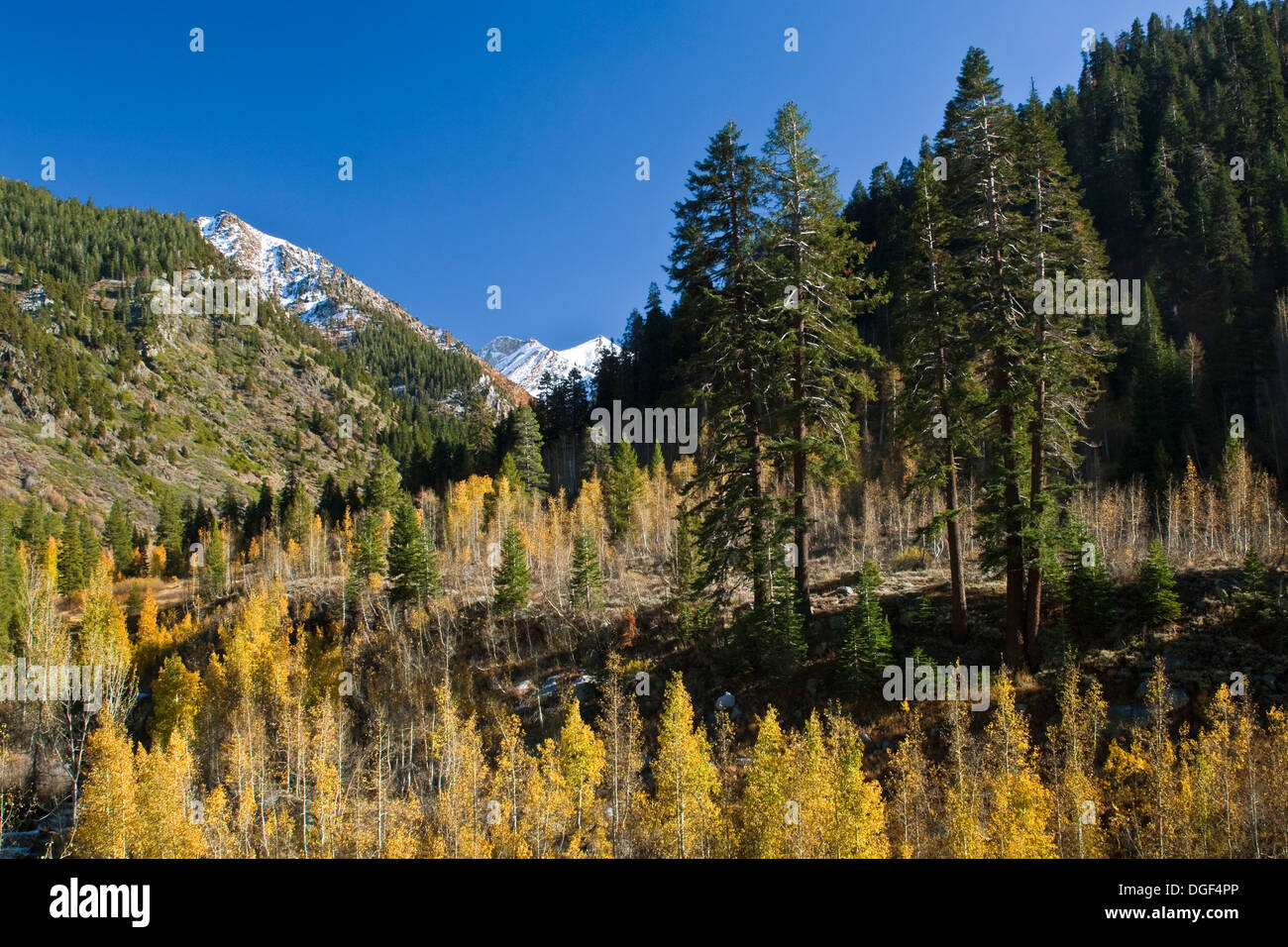 Trees in fall, Mineral King, Sequoia National Park, California Stock Photo