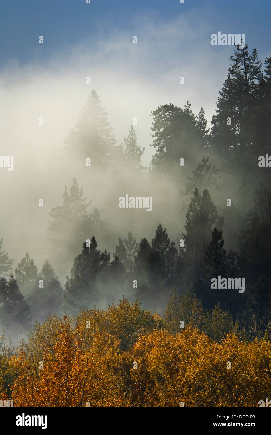 Cloud in evergreen trees, Mineral King, Sequoia National Park, California Stock Photo