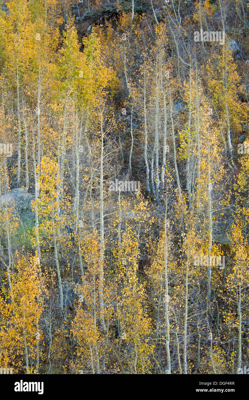Aspen trees in fall, Mineral King, Sequoia National Park, California Stock Photo
