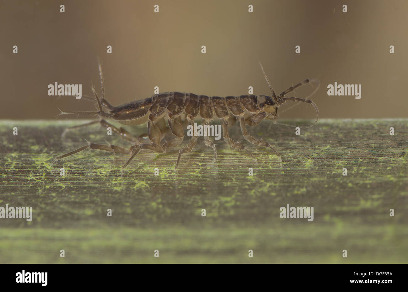 Water hog louse or water slater taken in an aquarium set up and