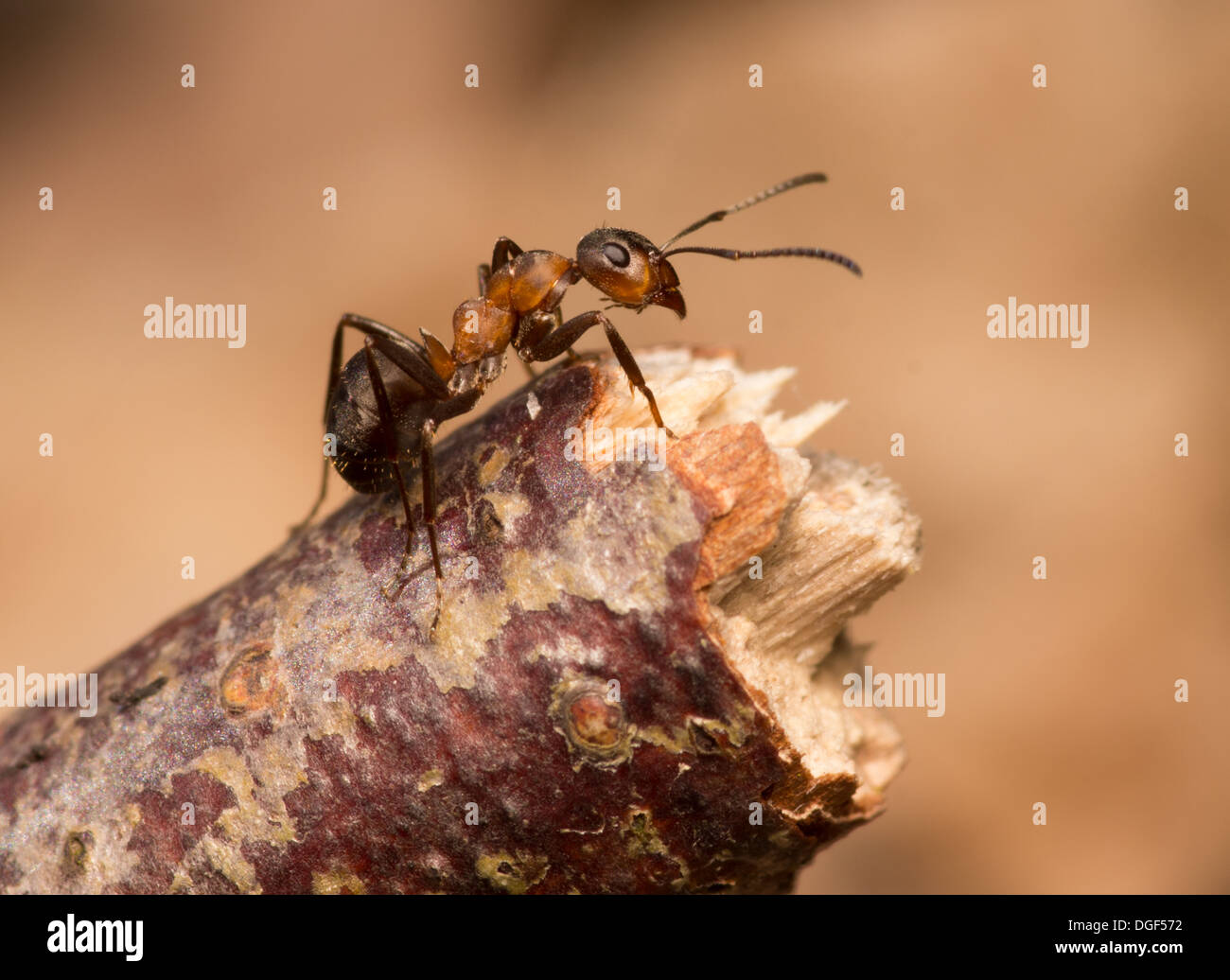 Wood ant on twig Stock Photo