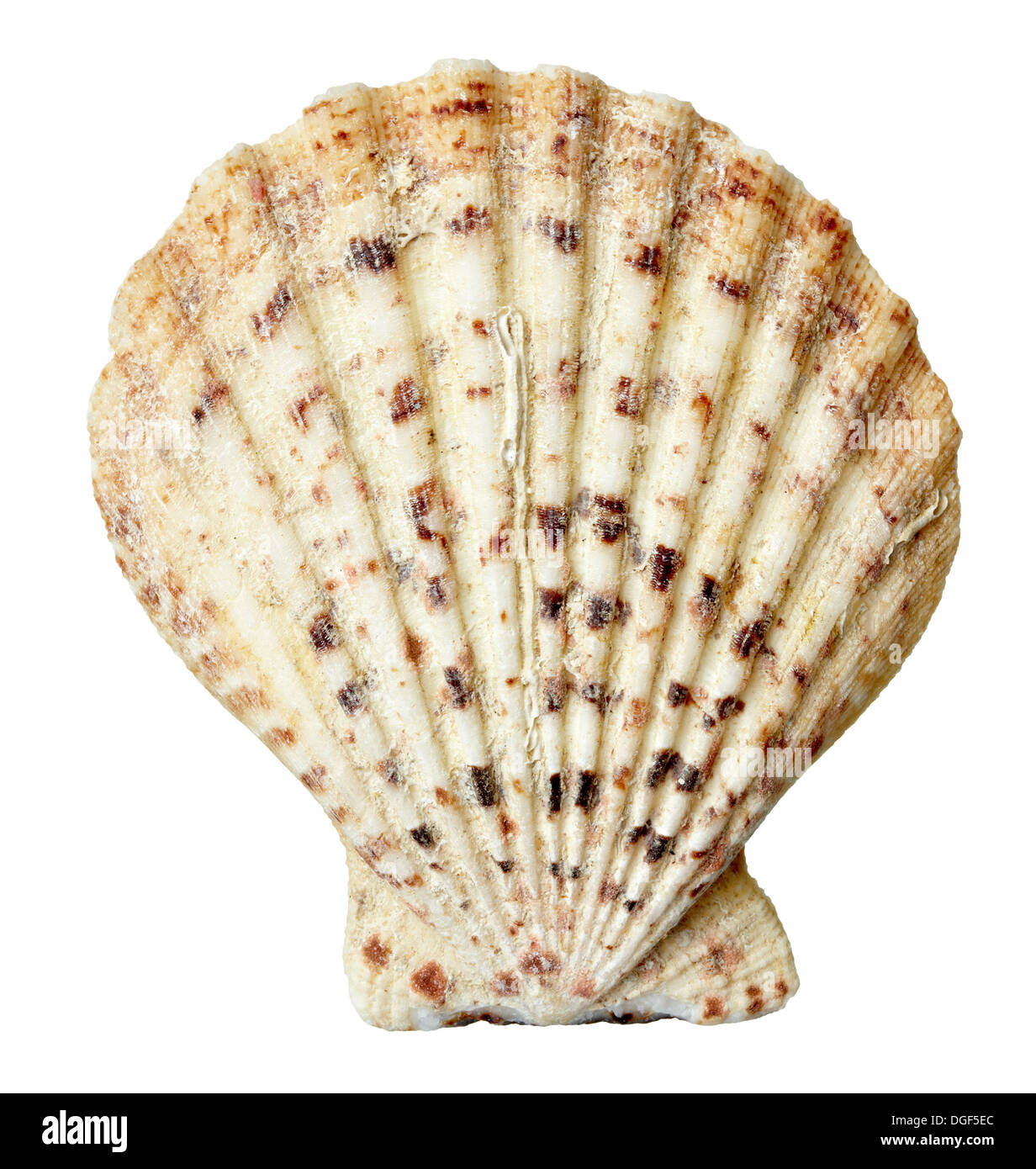 Seashell design hi-res stock photography and images - Alamy
