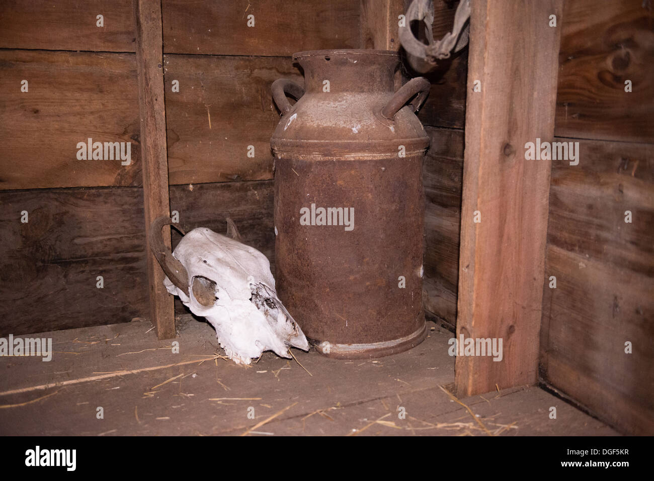 White Animal Skull and Metal Jar in a wooden setting Stock Photo