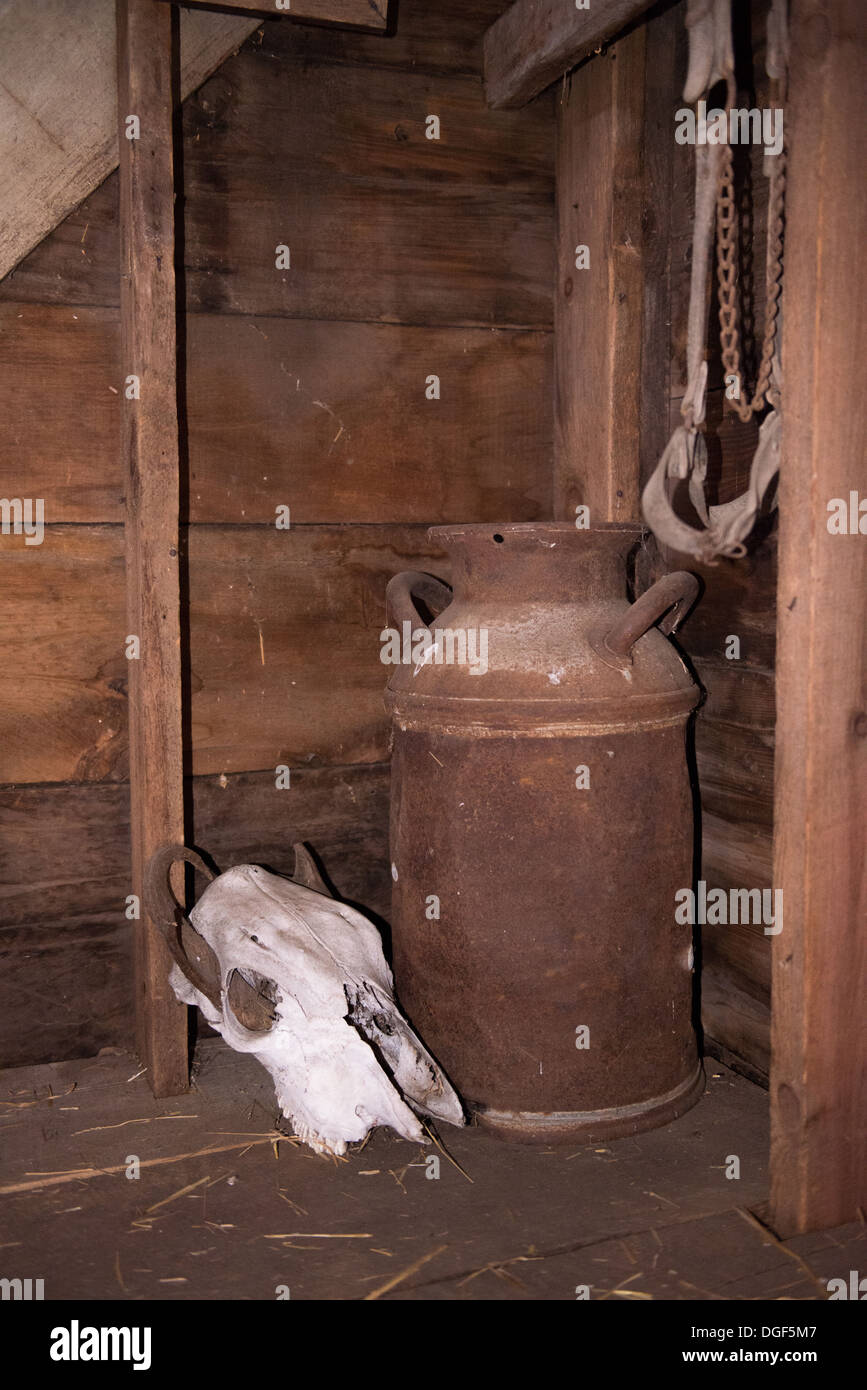 White Animal Skull and Metal Jar in a wooden setting Stock Photo