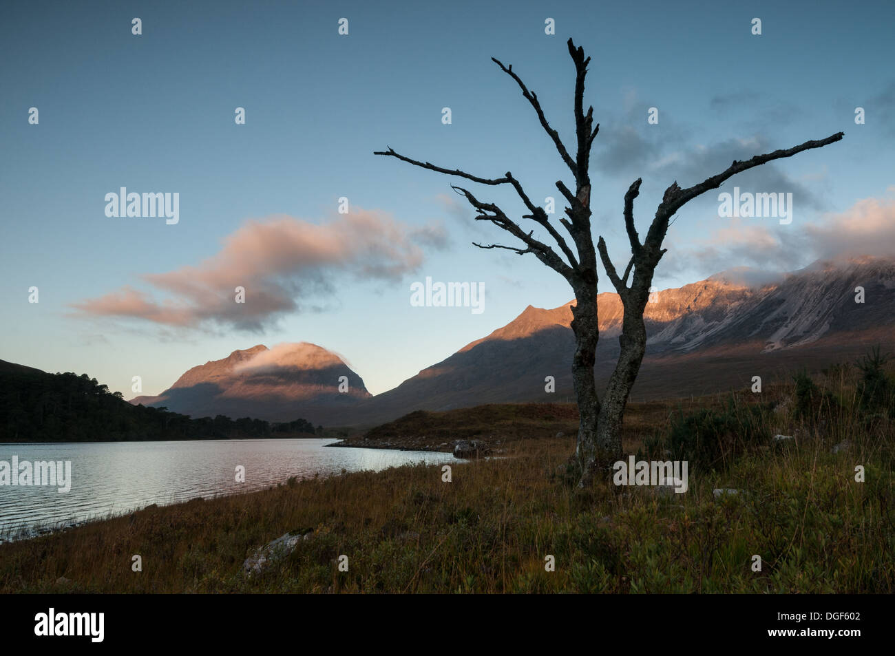 Lone tree by Loch Clair, Glen Torridon, with sunlight on Liathach and Beinn Eighe in the background Stock Photo