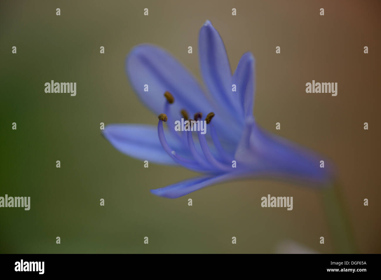 Macro image of agapanthus flower Stock Photo