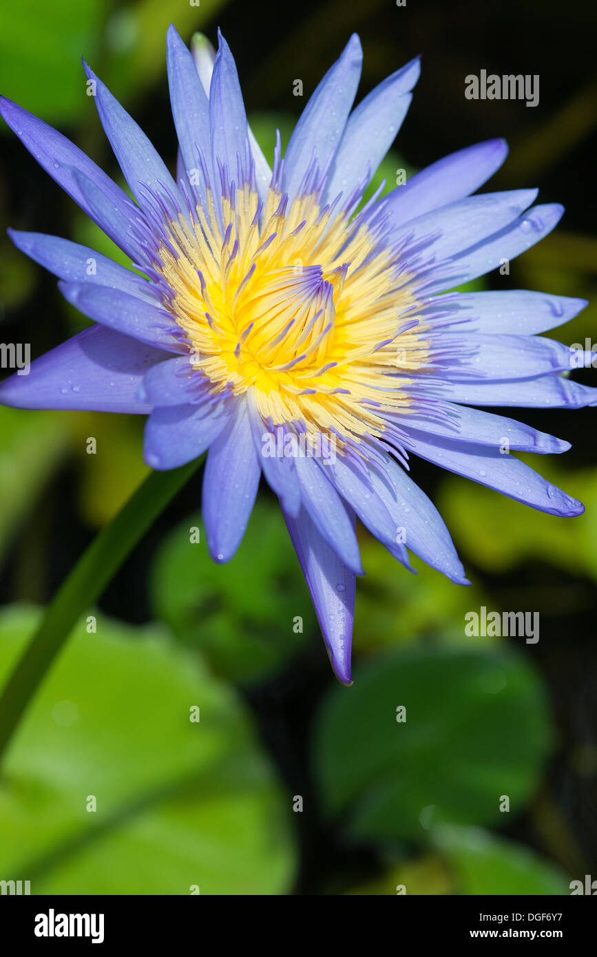 ASHDEEN Midnight blue Lotus pond main image 1