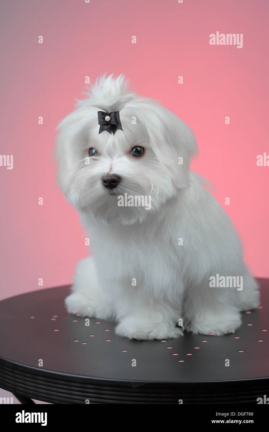 Maltesse puppy sitting on steel table over pink Stock Photo