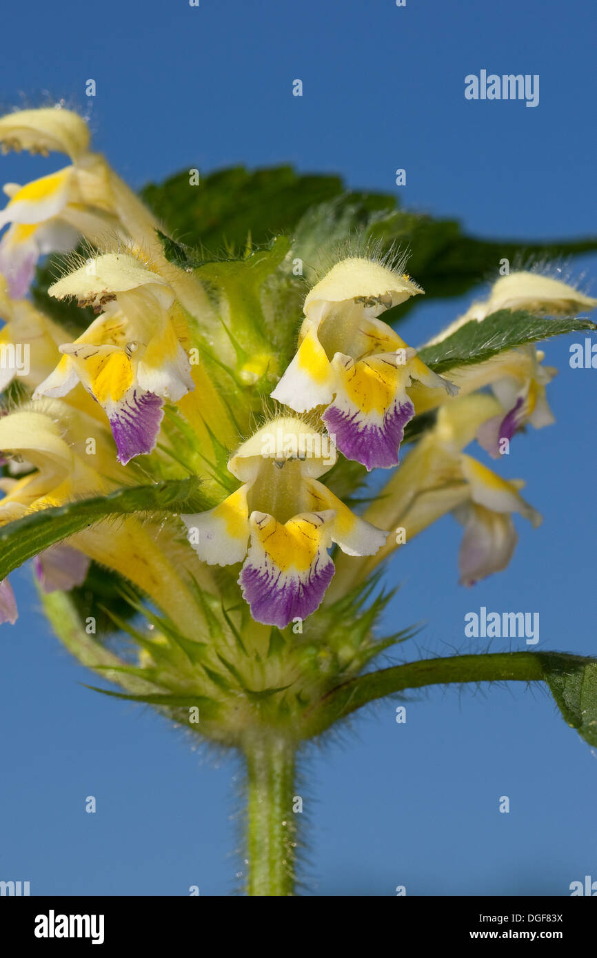 Large-flowered Hemp Nettle, Bunter Hohlzahn, Hohl-Zahn, Galeopsis speciosa Stock Photo