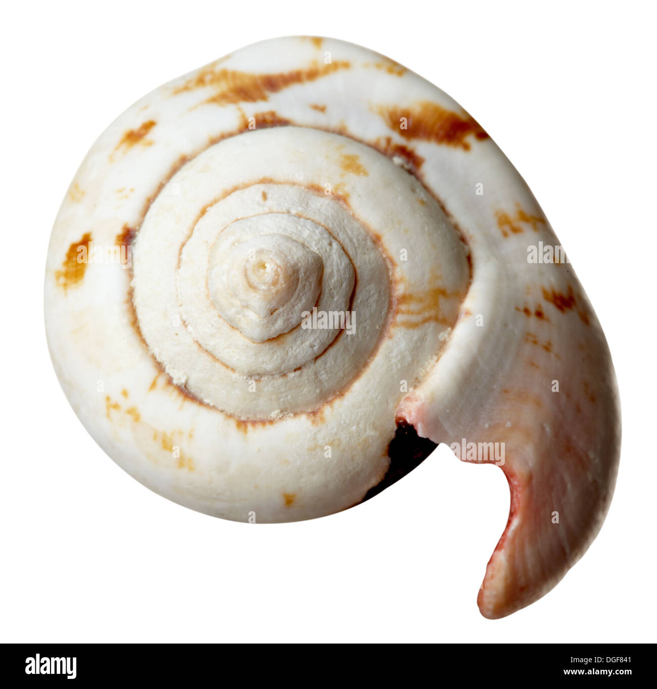 Seashell icon hi-res stock photography and images - Alamy