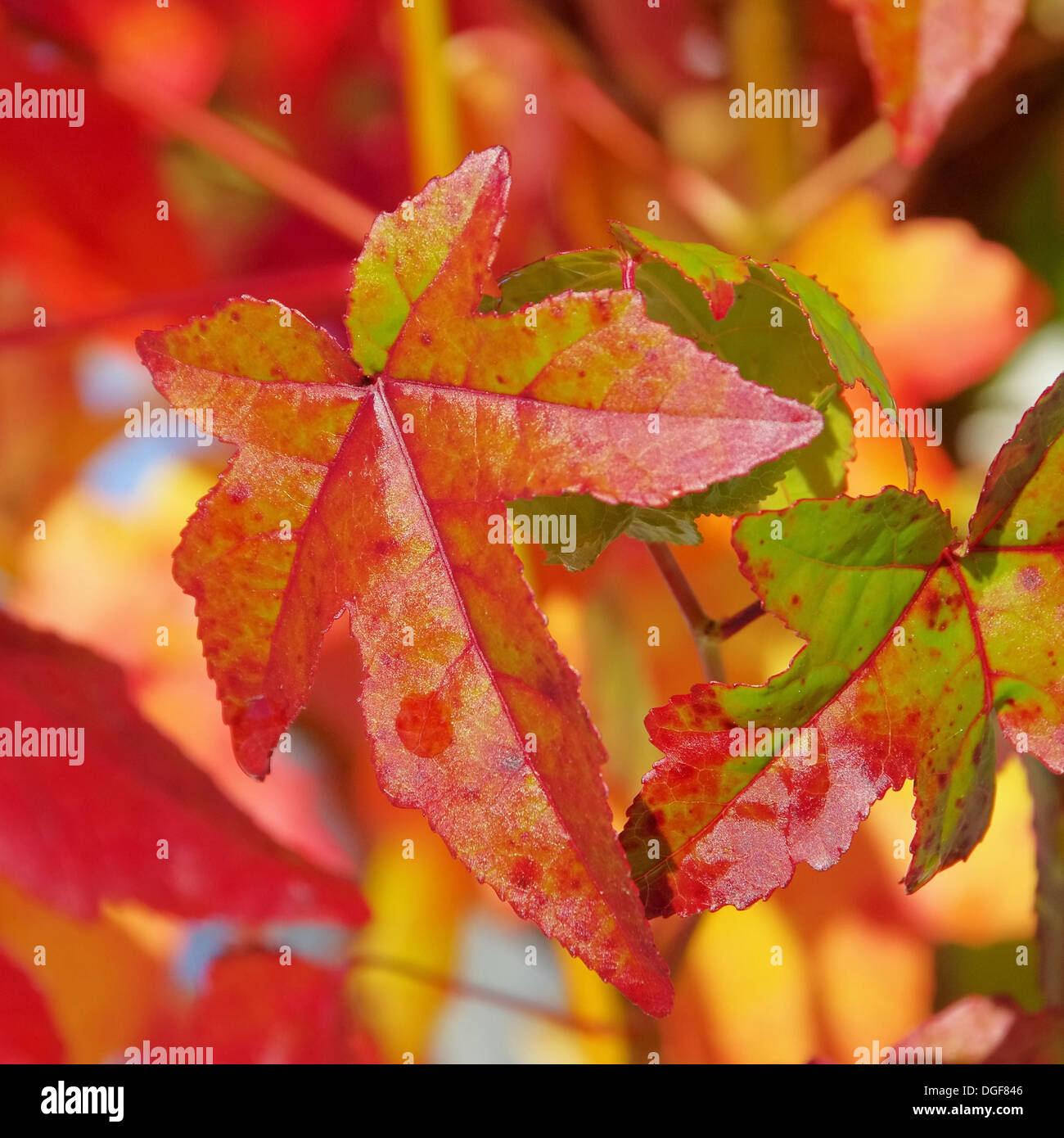 Amberbaum hires stock photography and images Alamy