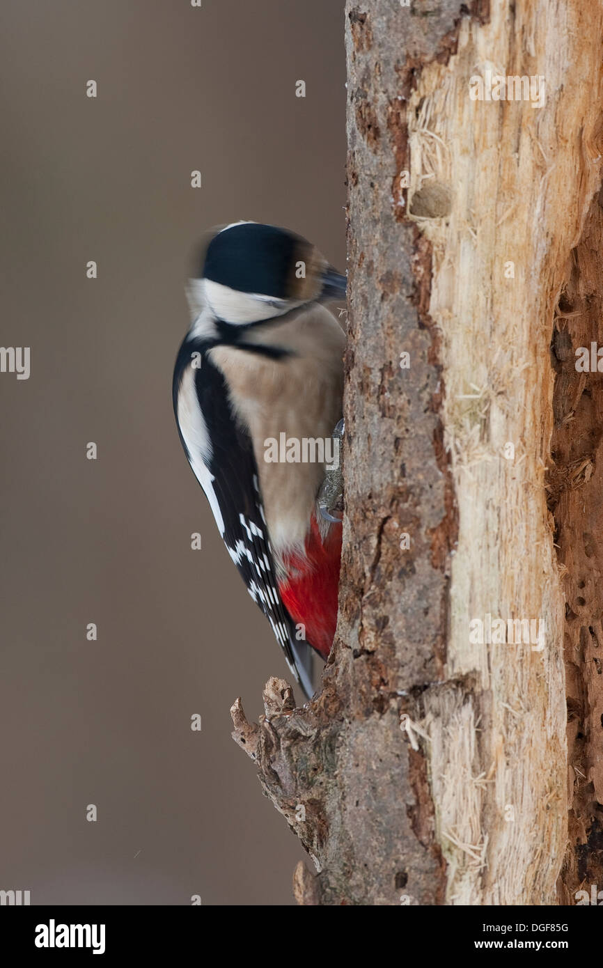 Great Spotted Woodpecker, woodpeckers, male, Buntspecht, Männchen, Specht, Spechte, Dendrocopos major, Picoides major Stock Photo