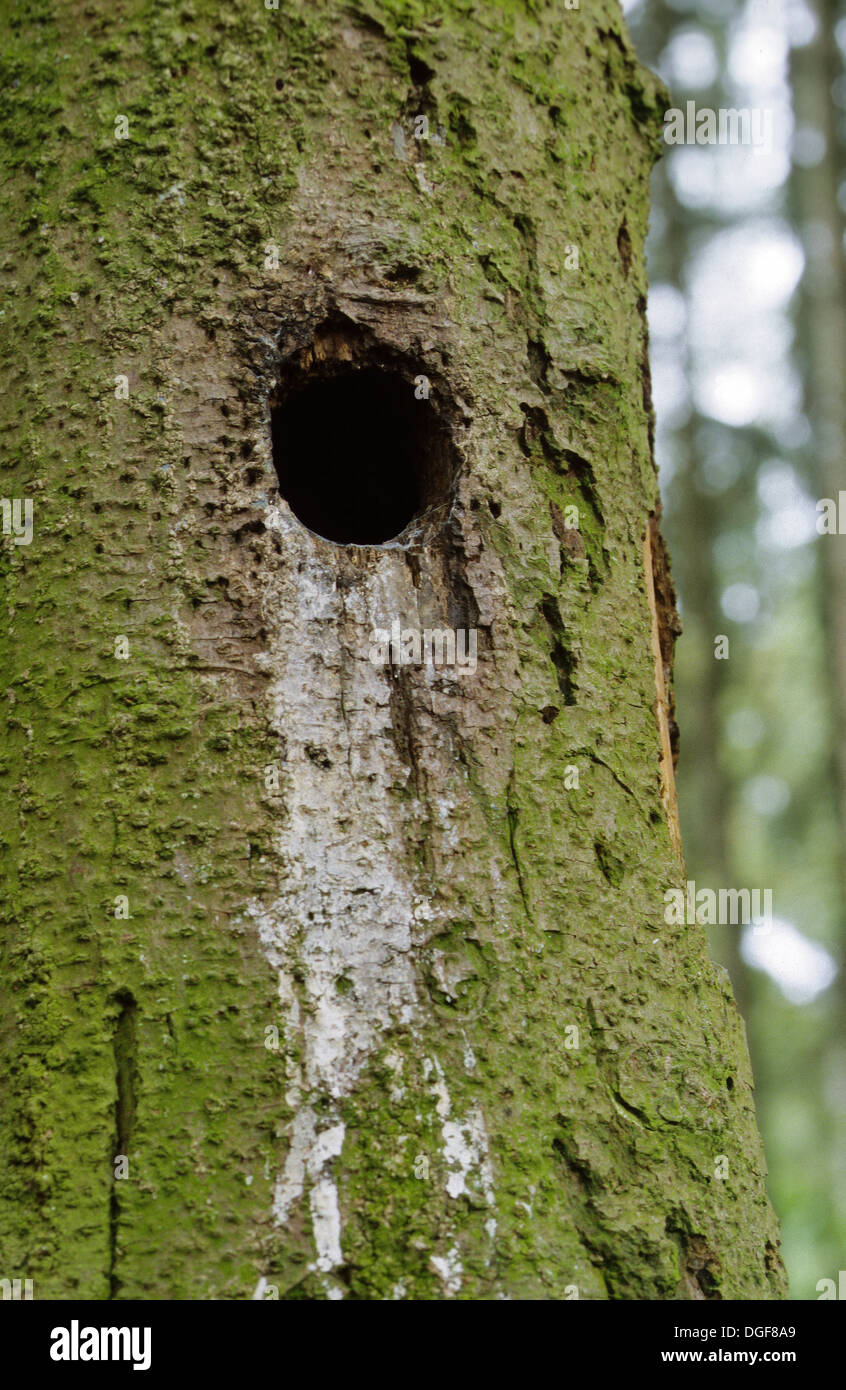 Great Spotted Woodpecker, Nesting cave, Buntspecht, Höhle, Specht