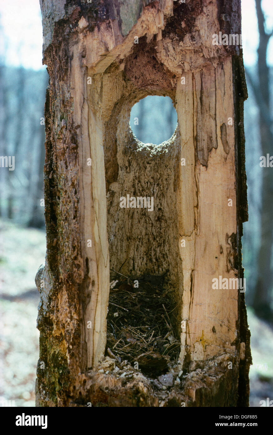 Great Spotted Woodpecker, Nesting cave, Buntspecht, Höhle, Specht Stock