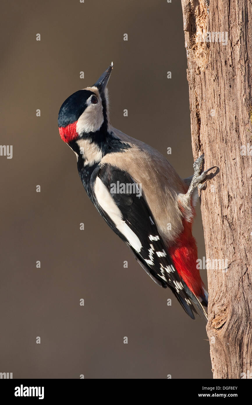 Great Spotted Woodpecker, woodpeckers, male, Buntspecht, Männchen, Specht, Spechte, Dendrocopos major, Picoides major Stock Photo