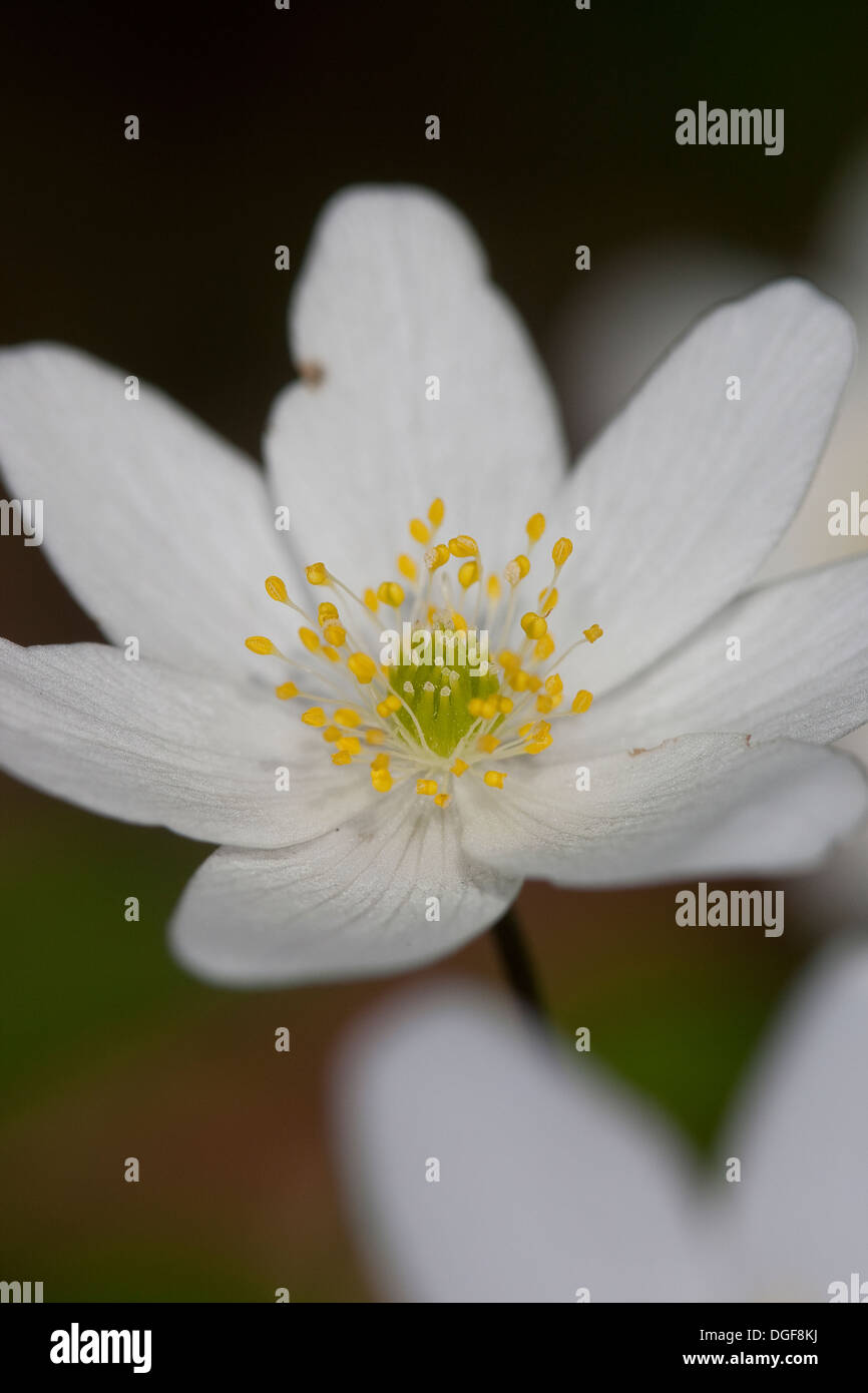 Wind Flower, Wood Anemone, Wind-Flower, Wood-Anemone, Busch-Windröschen, Buschwindröschen, Anemone nemorosa Stock Photo