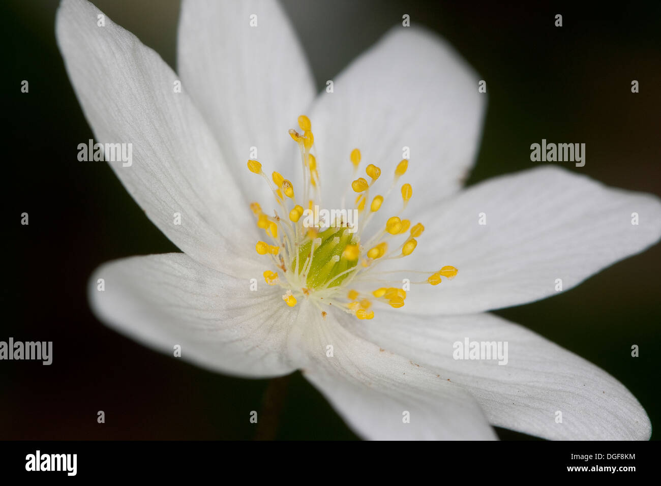 Wind Flower, Wood Anemone, Wind-Flower, Wood-Anemone, Busch-Windröschen, Buschwindröschen, Anemone nemorosa Stock Photo