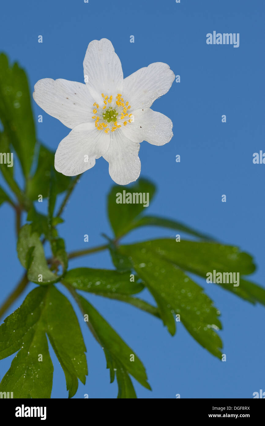 Wind Flower, Wood Anemone, Wind-Flower, Wood-Anemone, Busch-Windröschen, Buschwindröschen, Anemone nemorosa Stock Photo