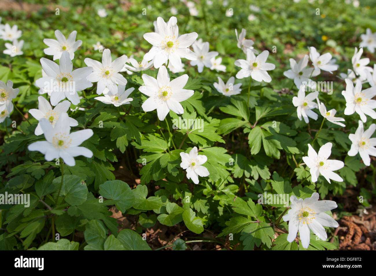 Wind Flower, Wood Anemone, Wind-Flower, Wood-Anemone, Busch-Windröschen, Buschwindröschen, Anemone nemorosa, Blütenteppich Stock Photo