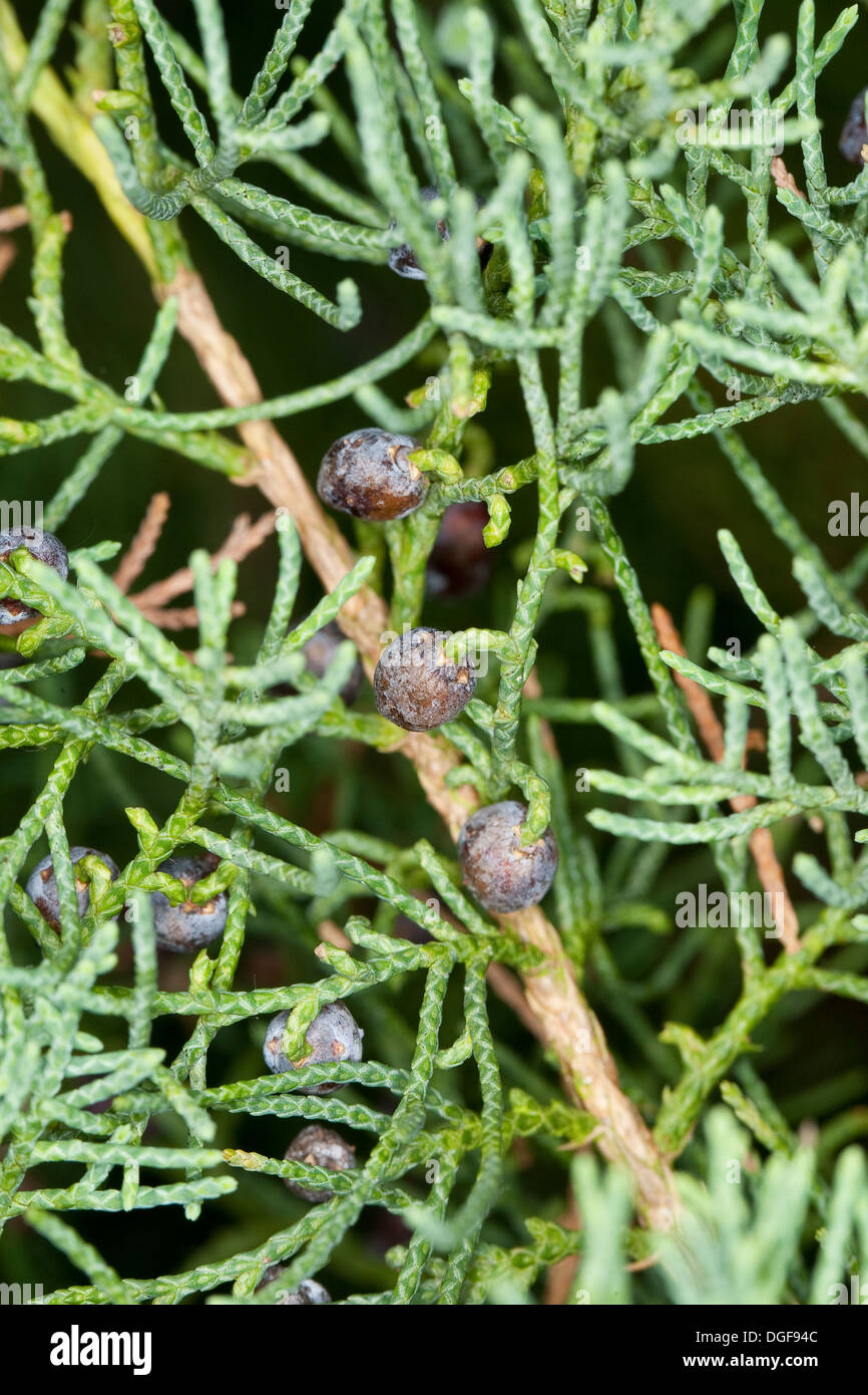 Chinese Juniper, Chinesischer Wacholder, Juniperus chinensis Stock Photo