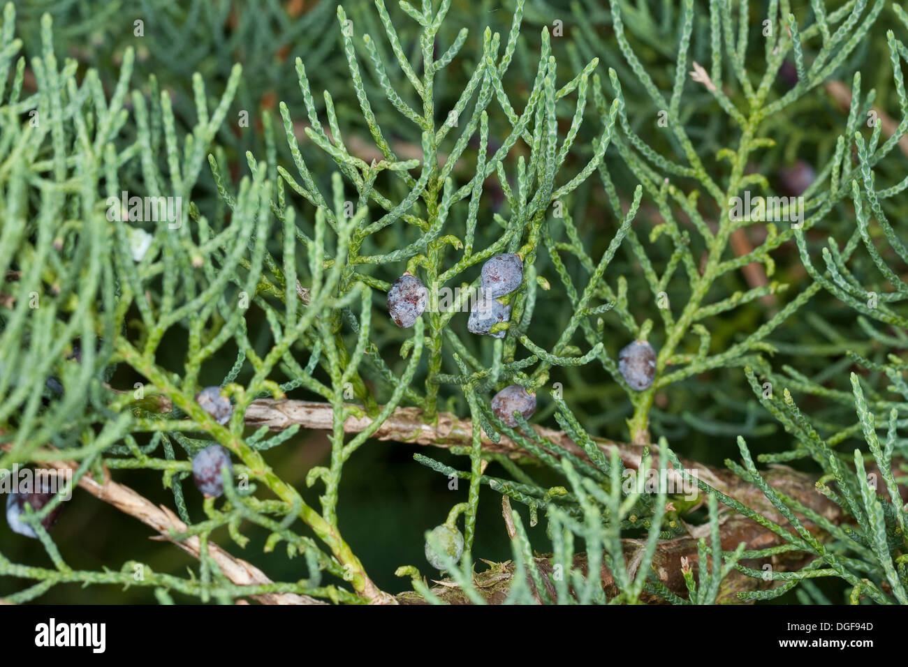 Chinese Juniper, Chinesischer Wacholder, Juniperus chinensis Stock Photo