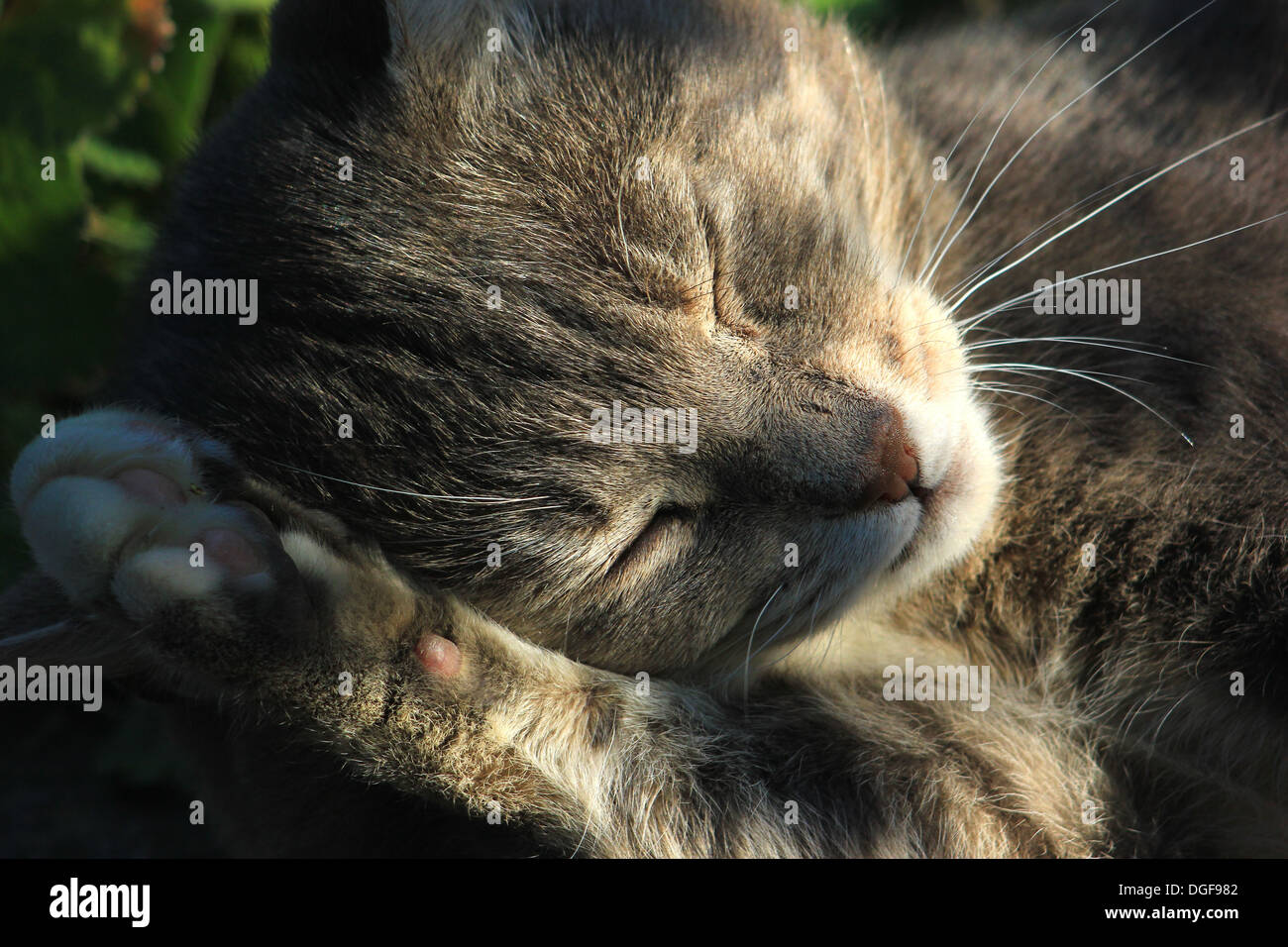 Sleeping cat Stock Photo