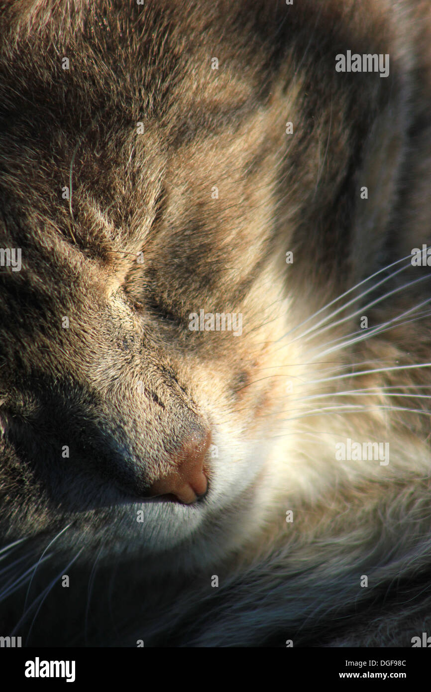 Sleeping cat Stock Photo