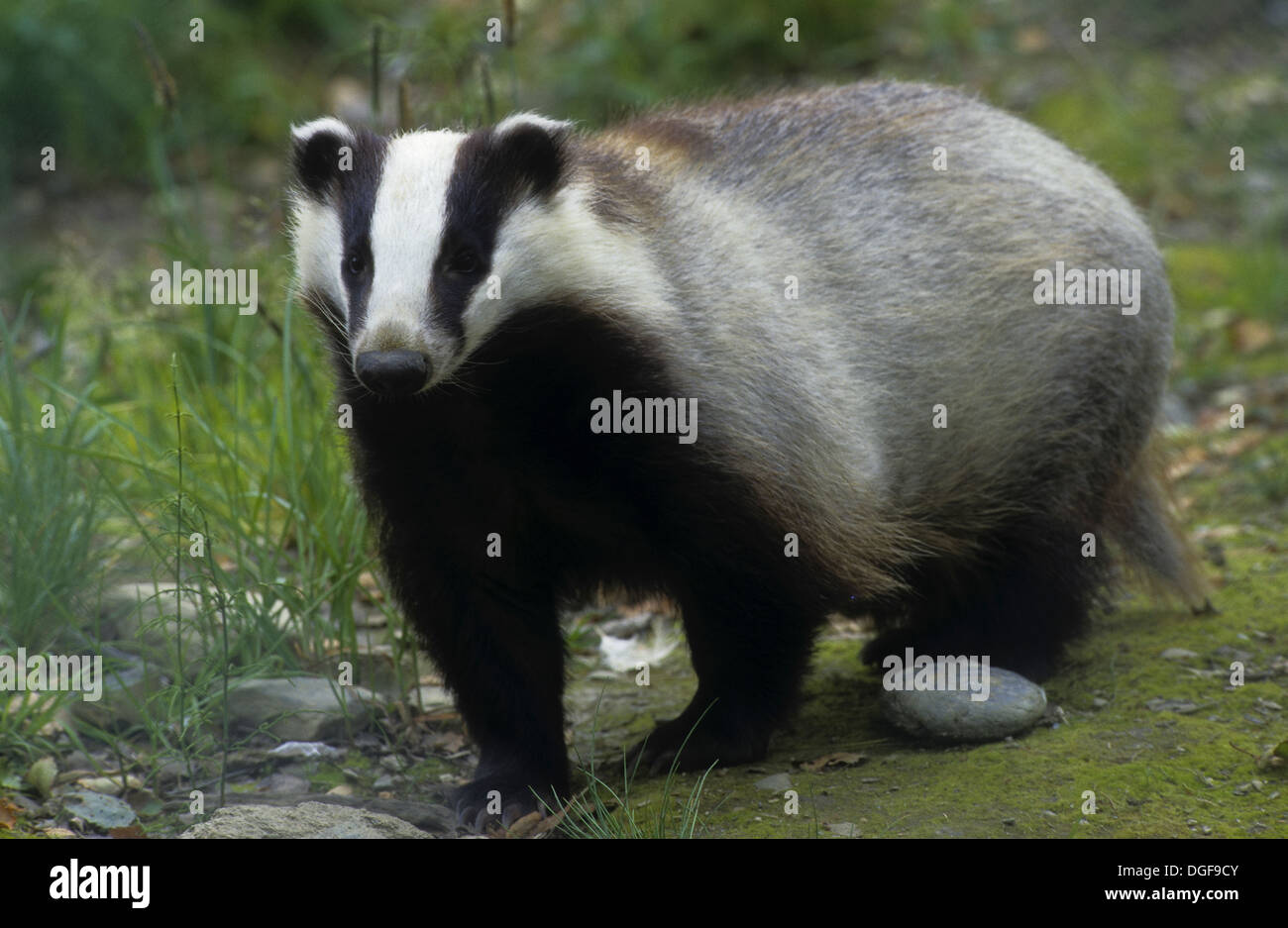 Badger Brock Dachs Europaischer Dachs Meles Meles Blaireau Stock Photo Alamy