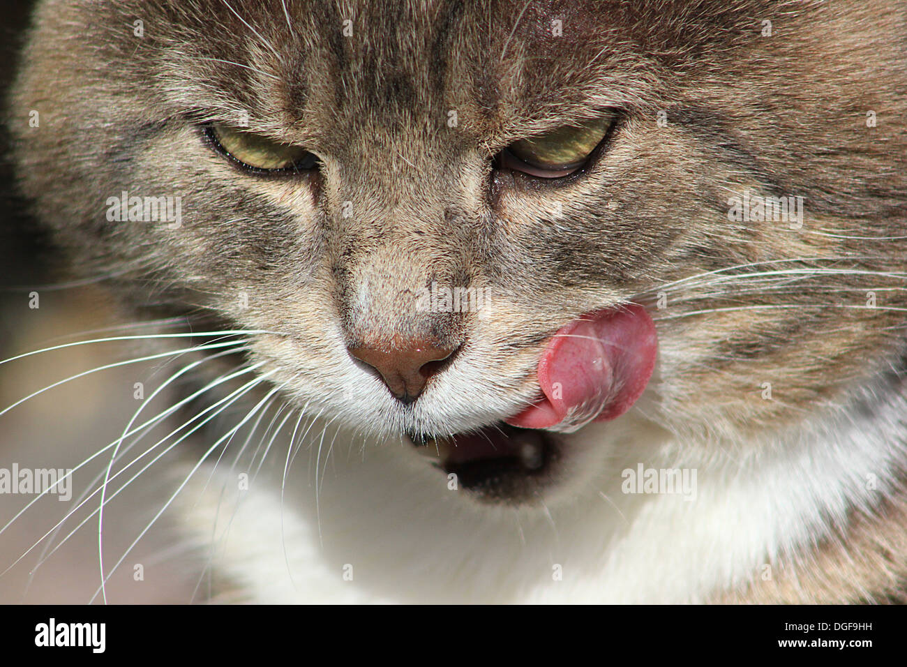 labeled cat tongue close up