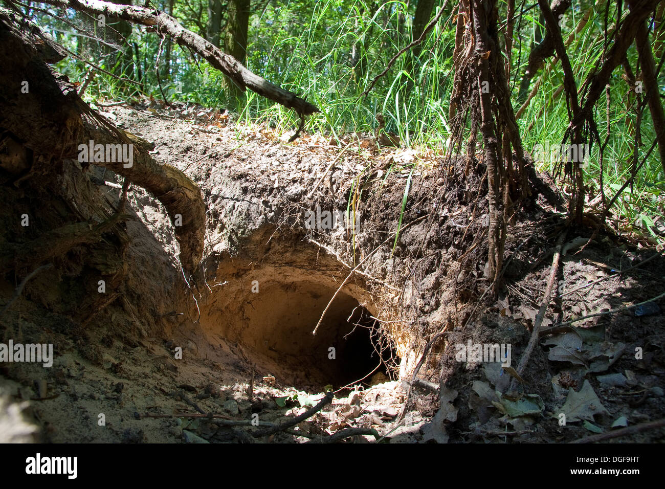 Old World badger, brock, badger set, badger sett, badger's set, badger's burrow, Dachs, Dachsbau, Bau, Meles meles Stock Photo