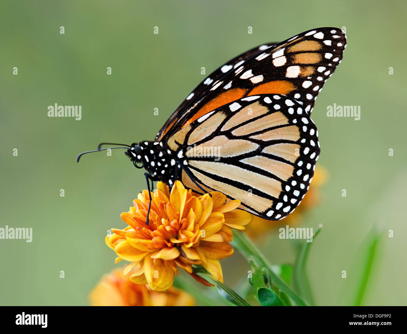 Monarch butterfly (Danaus plexippus) on orange garden flowers during autumn migration Stock Photo