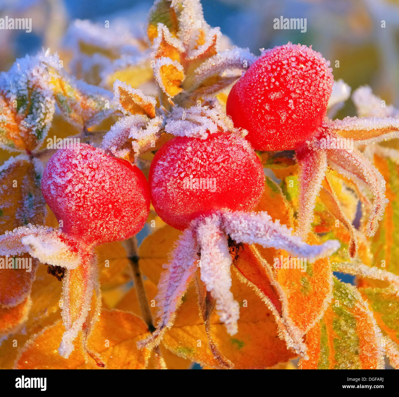 Hagebutte im Winter - hip in winter 08 Stock Photo