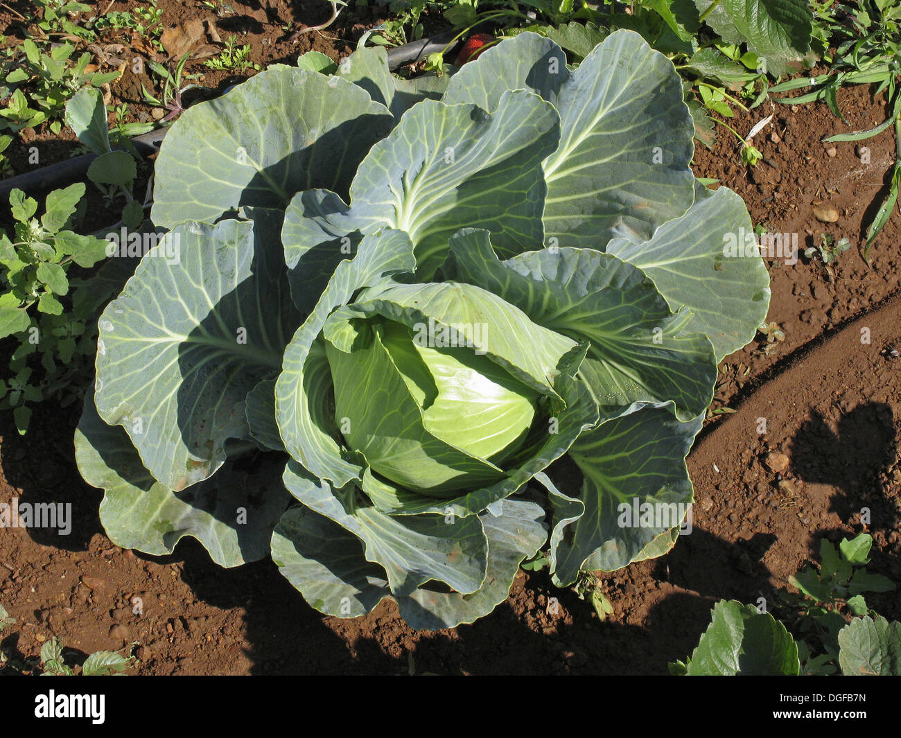 Cabbage; Brassica oleracea var. capitata. Most common vegetable in