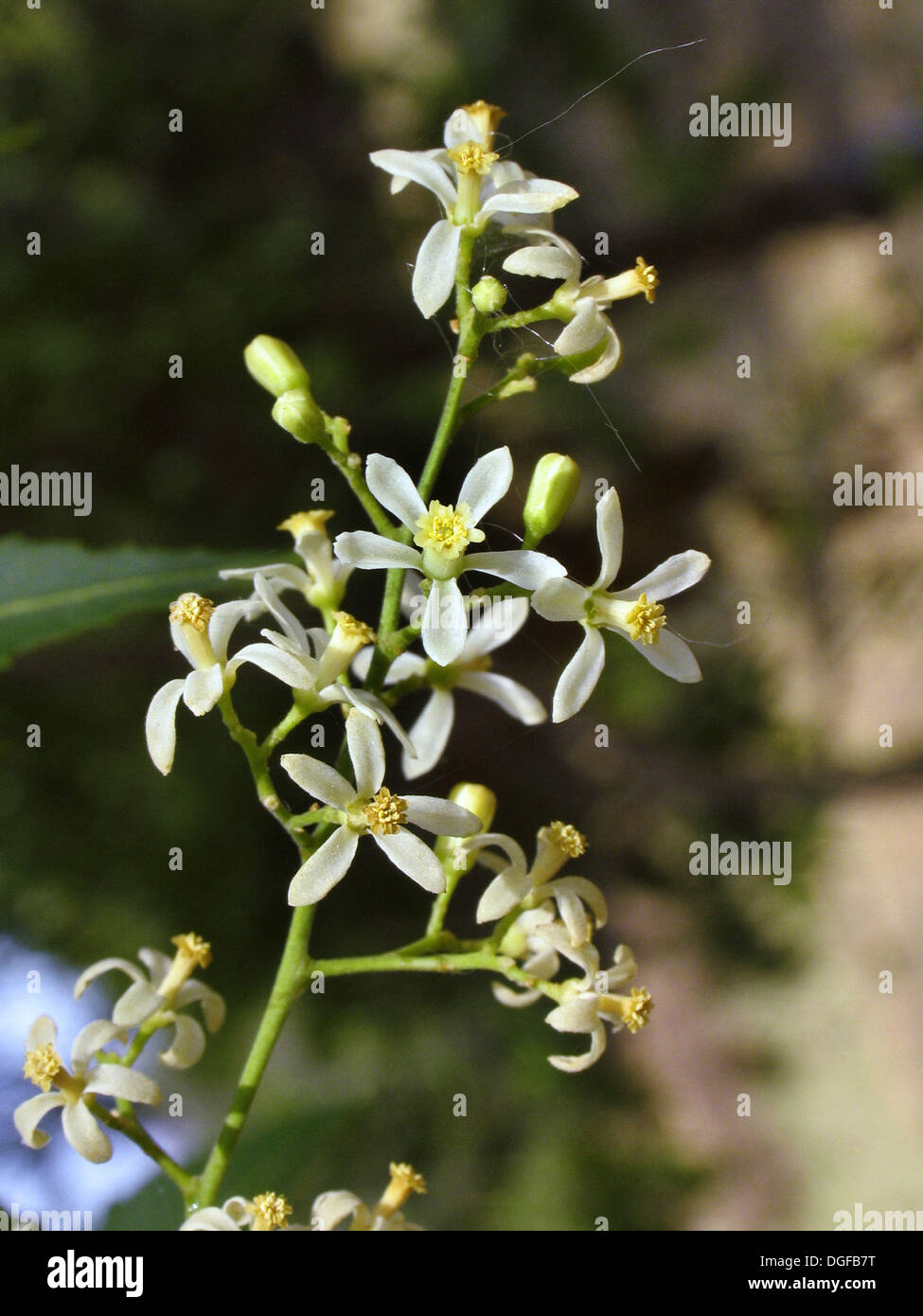 The Neem Flower (Azadirachta indica A. Jus) has its origins in North