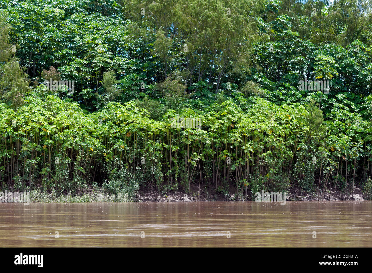 Successional forest on the banks of the Tambopata River, Tambopata Nature Reserve, Madre de Dios Region, Peru Stock Photo