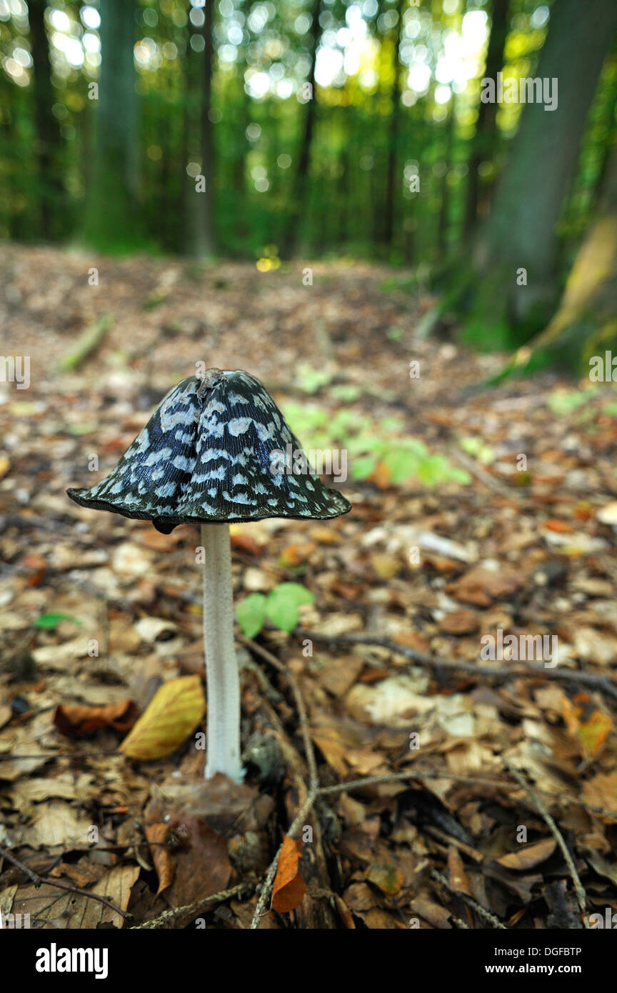 Magpie fungus hi-res stock photography and images - Alamy