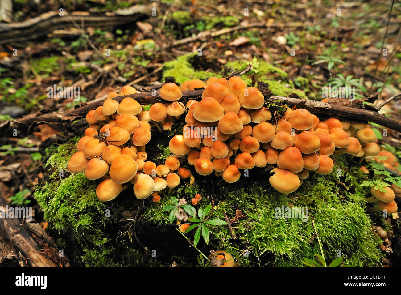 Sheathed Woodtuft (Kuehneromyces mutabilis), fungi growing on a moss-covered tree trunk, Mecklenburg-Western Pomerania, Germany Stock Photo