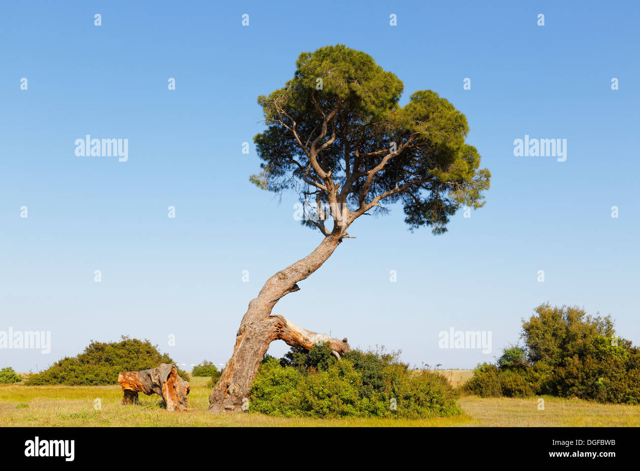 Pine tree on the beach of Olympos, Olimpos Beydağları National Park, Çıralı, Lycia, Province of Antalya, Turkey Stock Photo