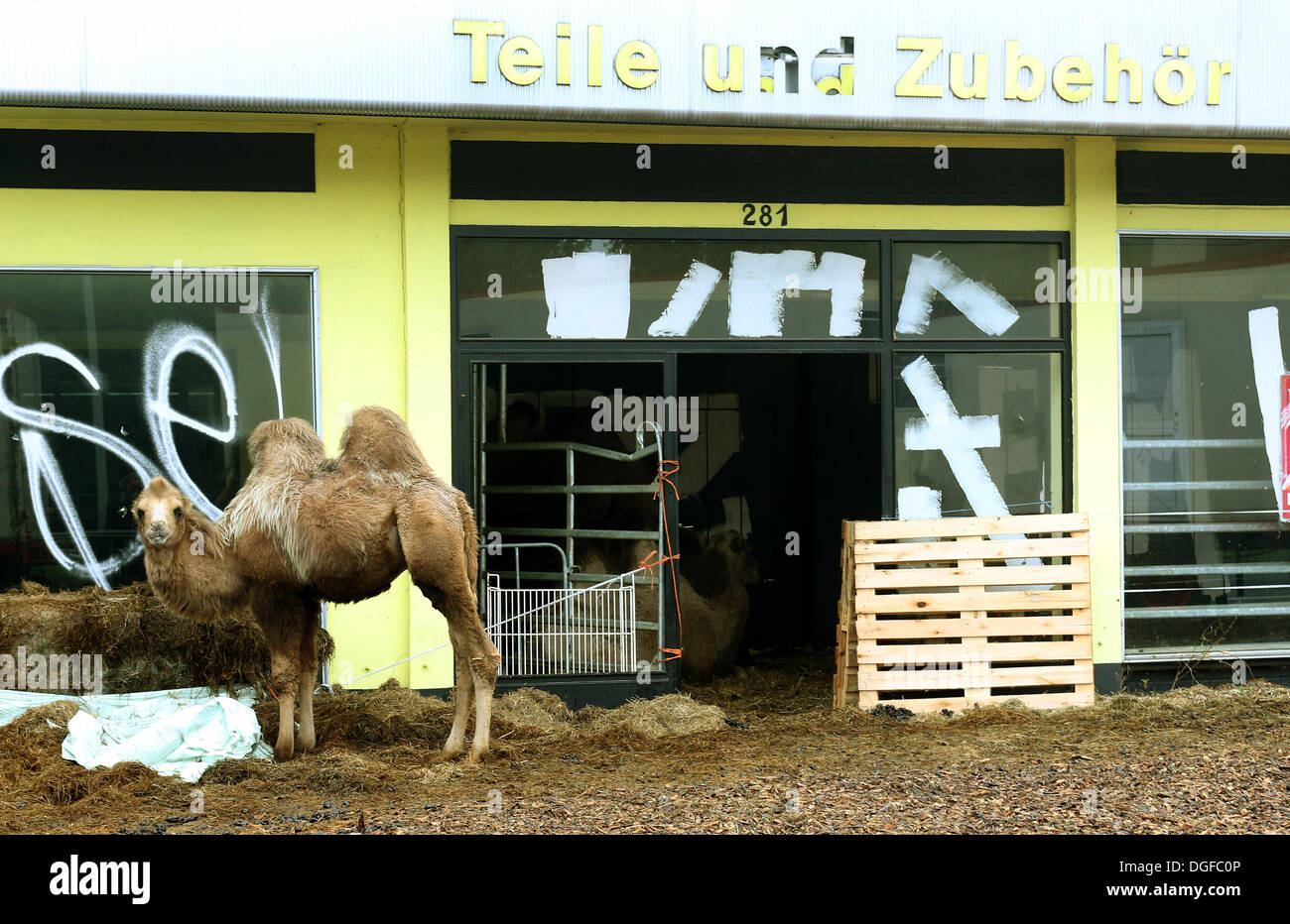 Herne, Germany. 16th Oct, 2013. A camel of Circus Monti stands in front of a car dealership in Herne, Germany, 16 October 2013. Circus Monti with its atround 35 animals winters at a car dealership in Herne. Photo: Roland Weihrauch/dpa/Alamy Live News Stock Photo