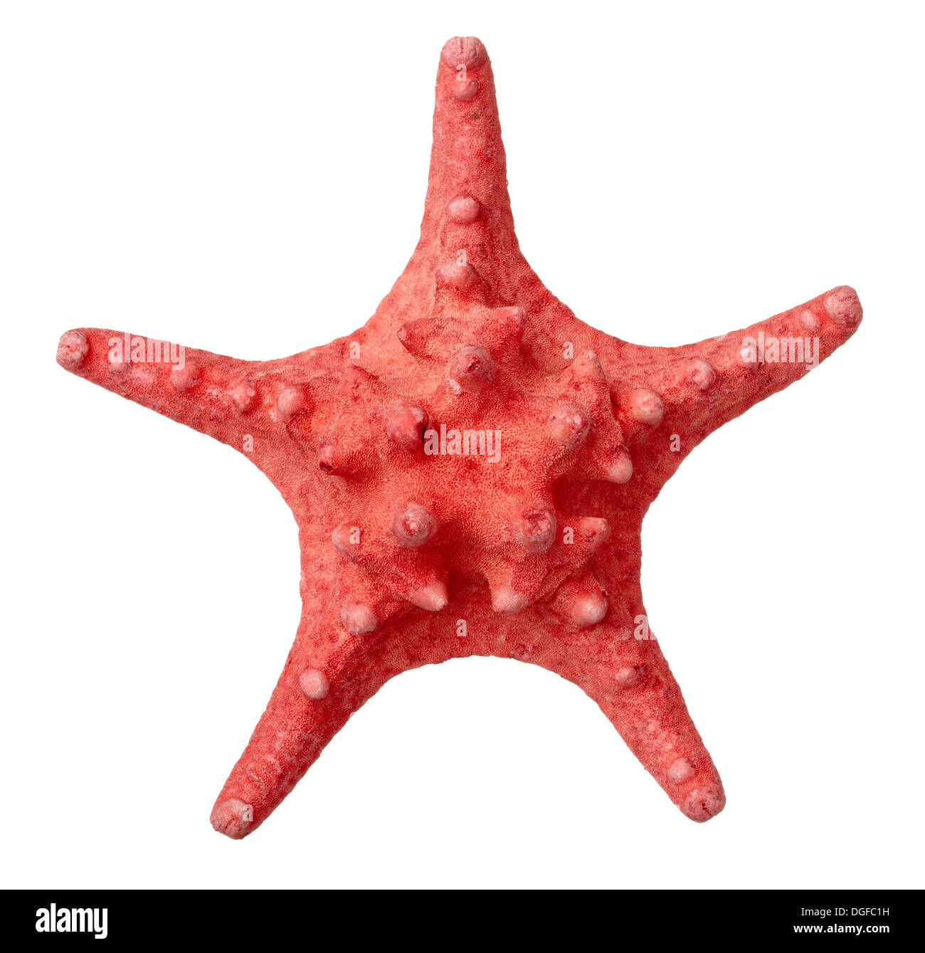 Seashell icon hi-res stock photography and images - Alamy