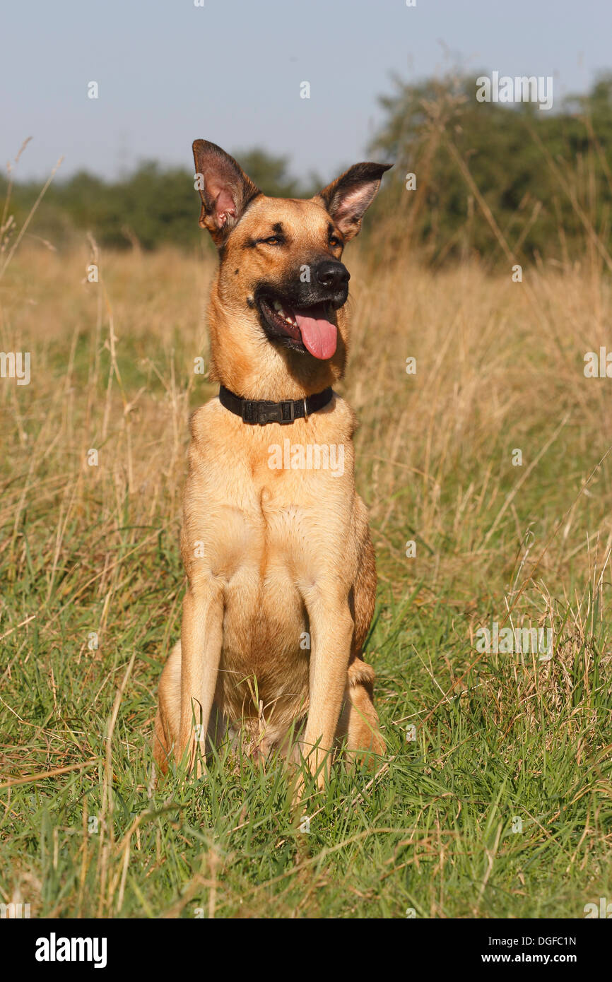 German shepherd mixed breed hi-res stock photography and images - Alamy
